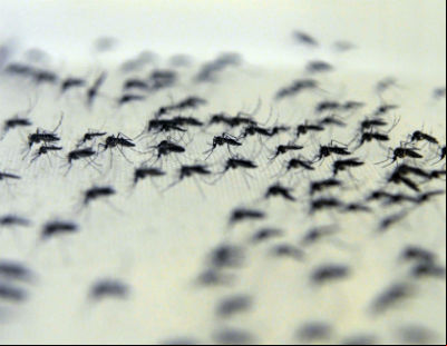Mosquitos com Wolbachia no insetário da Fiocruz